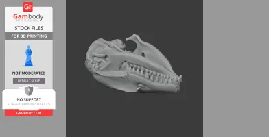 Elephant Shrew Skull - Skull Replica STL