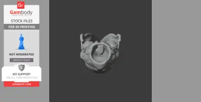 Elephant Shrew Skull - Skull Replica STL