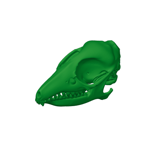 Elephant Shrew Skull.3mf