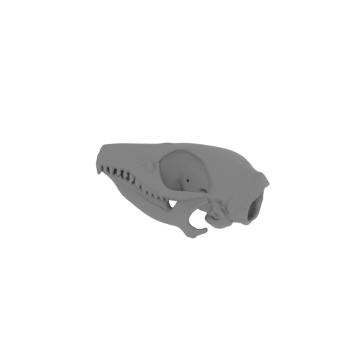 Elephant Shrew Skull.stl