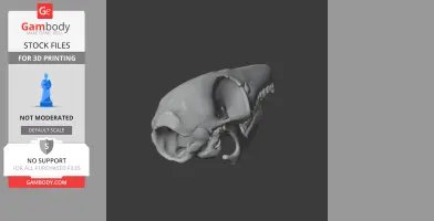 Elephant Shrew Skull - Skull Replica STL