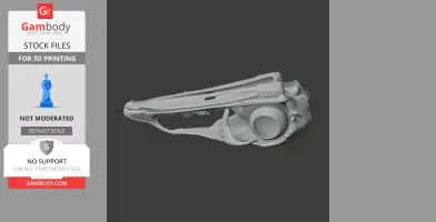 Emu Skull - Skull Replica STL