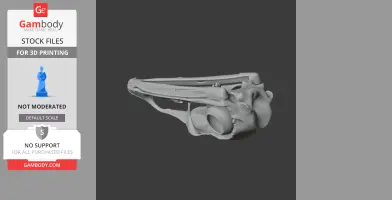 Emu Skull - Skull Replica STL