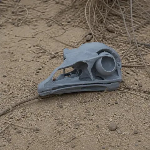 Emu Skull - Skull Replica STL