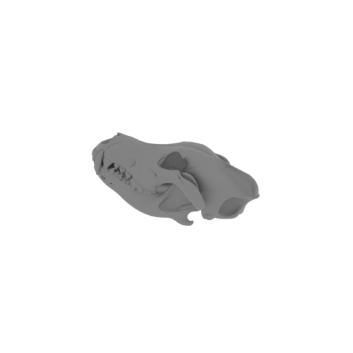 Eurasian Wolf Skull.stl