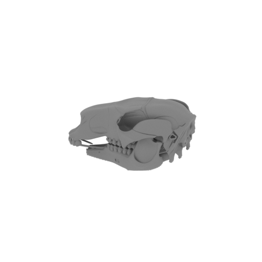 Euro Wallaroo Skull.stl