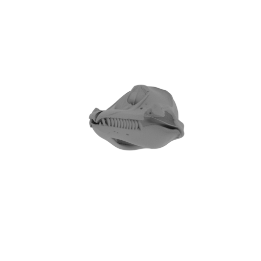 False Killer Whale Skull.stl