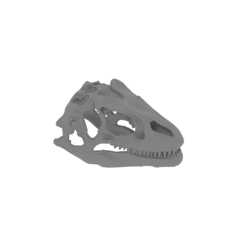 Fasolasuchus Skull.stl