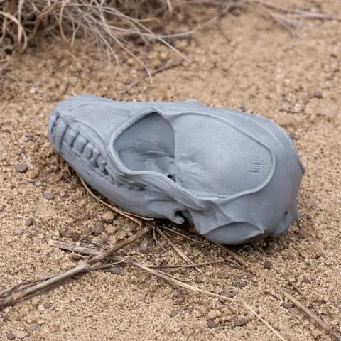 3D printed fennec fox skull replica lying on sandy ground with twigs.