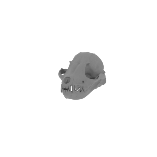 Fennec Fox Skull.stl