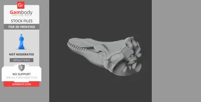 Fin Whale Skull - Skull Replica STL
