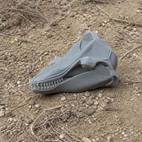 3D-printed fin whale skull replica on rocky ground.