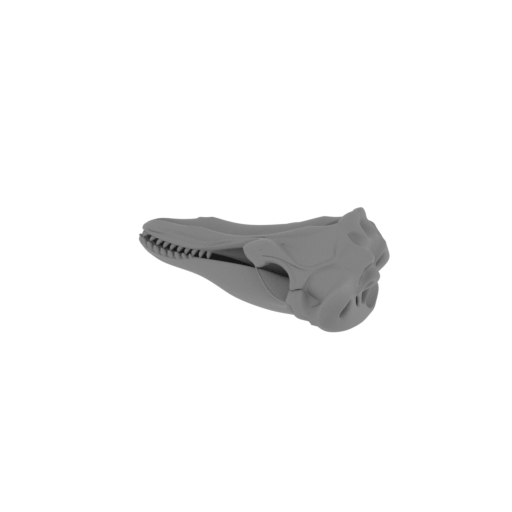 Fin Whale Skull.stl