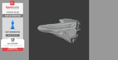 Fin Whale Skull - Skull Replica STL