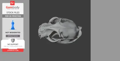 3D model of a fishing cat skull, side view, showing detailed bone structure for printing.