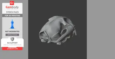 3D model of a fishing cat skull, showcasing detailed bone structure for 3D printing.