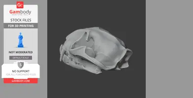 Gray 3D model of a fishing cat skull on a dark background, viewed from the side.