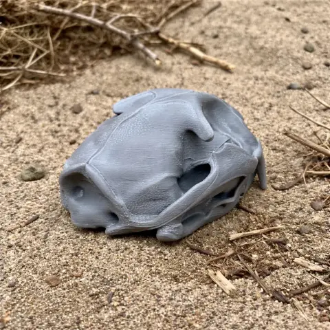 3D printed Fishing Cat skull replica on sandy ground with dry twigs around.