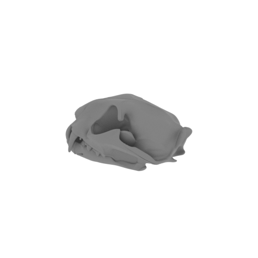 Fishing Cat Skull.stl