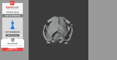 A 3D model of a fishing cat skull, viewed from the top for 3D printing.