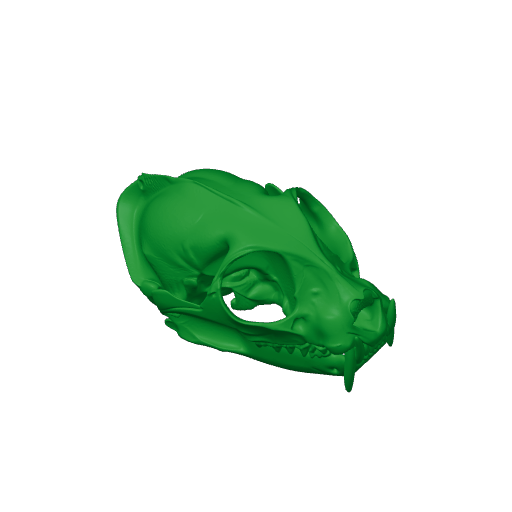 Flat-headed Cat Skull.3mf