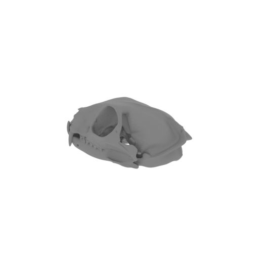 Flat-headed Cat Skull.stl