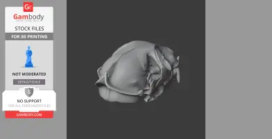 3D model of a flat-headed cat skull, viewed from above, designed for 3D printing.