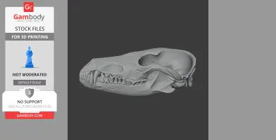 Golden Jackal Skull - Skull Replica STL