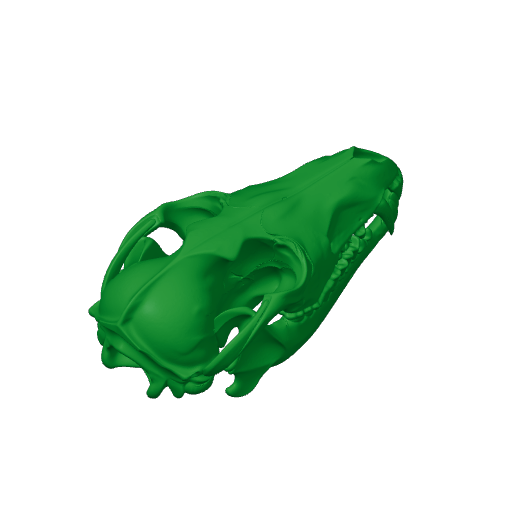 Golden Jackal Skull.3mf