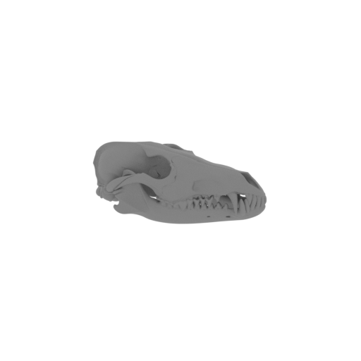 Golden Jackal Skull.stl
