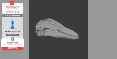 Finless Porpoise Skull - Skull Replica STL