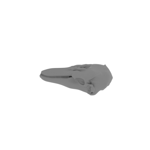 Finless Porpoise Skull.stl