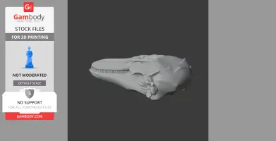 Finless Porpoise Skull - Skull Replica STL