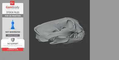 Giant Otter Shrew Skull - Skull Replica STL