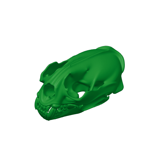 Giant Otter Shrew Skull.3mf