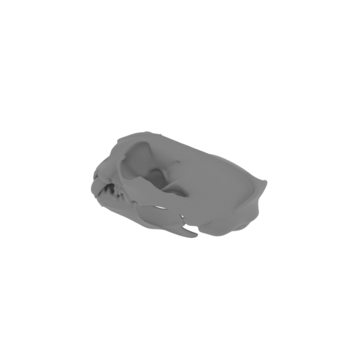 Giant Otter Shrew Skull.stl