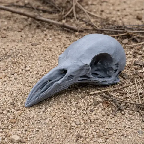 Greater Bird-of-paradise Skull - Skull Replica STL