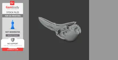 Greater Bird-of-paradise Skull - Skull Replica STL