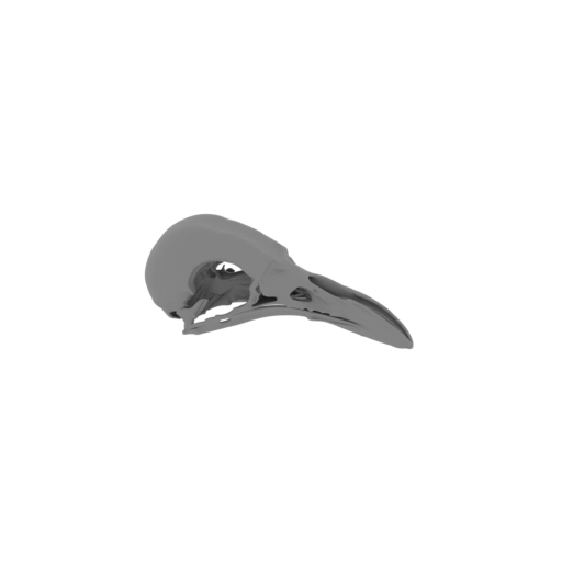 Greater Bird-of-paradise Skull.stl