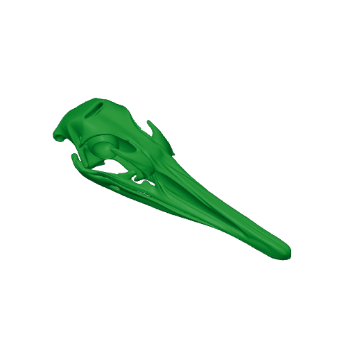 Greater Rhea Skull.3mf