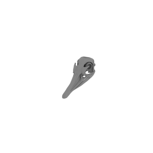 Greater Rhea Skull.stl
