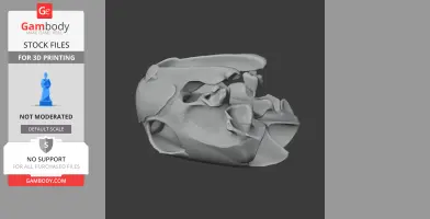 Green Sea Turtle Skull - Skull Replica STL