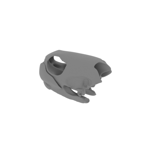 Green Sea Turtle Skull.stl