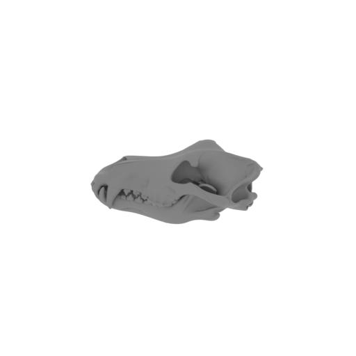 Grey Wolf Skull.stl