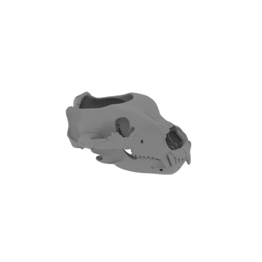 Grizzly Bear Skull.stl