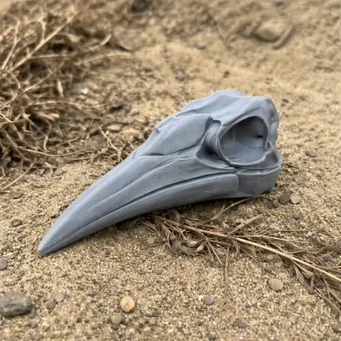 3D-printed ground hornbill skull replica placed on sandy ground.