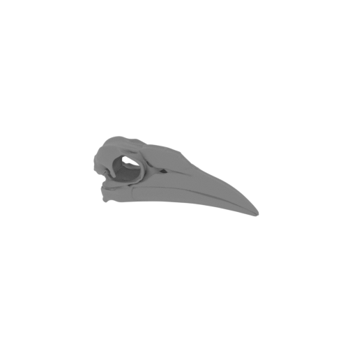 Ground Hornbill Skull.stl