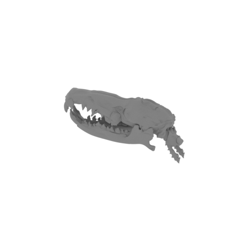 Gymnure Skull.stl