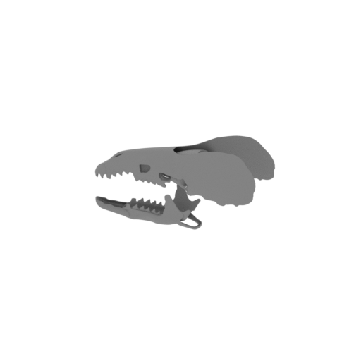Greater White-toothed Shrew Skull.stl