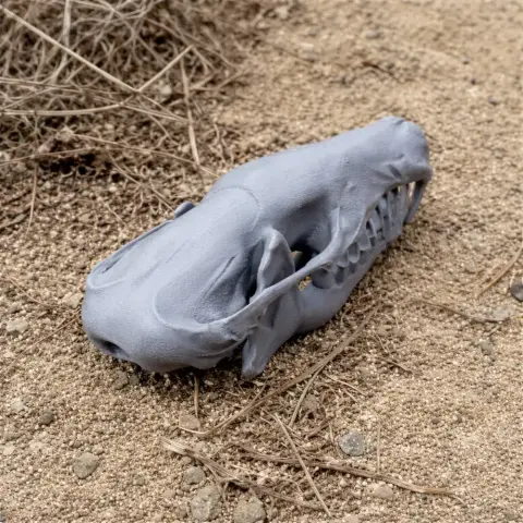 3D-printed Hairy-tailed Mole skull replica resting on sandy ground.